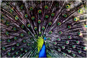 What I Love About Photography what I love about photography, peacock