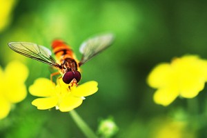 What is Macro Photography macro photography, what is macro photography, macro photography explanation, images, pictures, tutorial